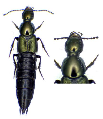Philonthus laminatus